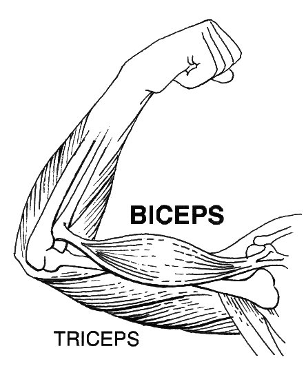 ganar bíceps