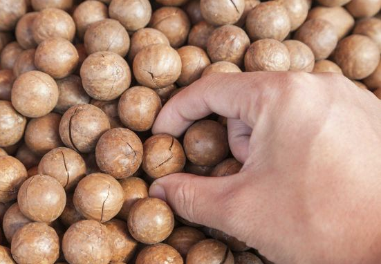Propiedades y beneficios de las nueces de macadamia