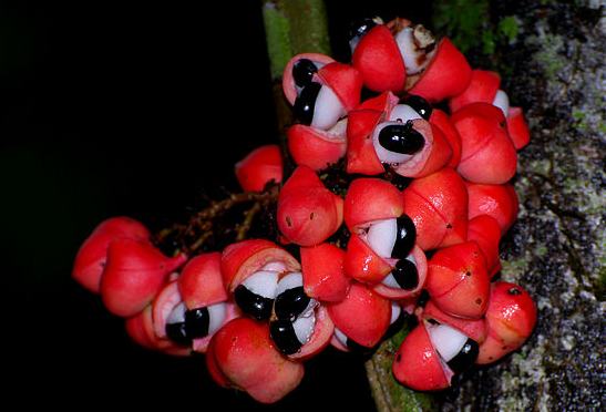 Propiedades guaraná para adelgazar