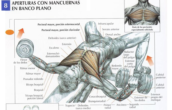 4 excelentes ejercicios pecho