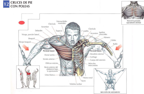 4 excelentes ejercicios pecho