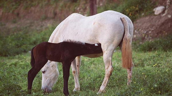 Leche de yegua ¿para qué sirve?